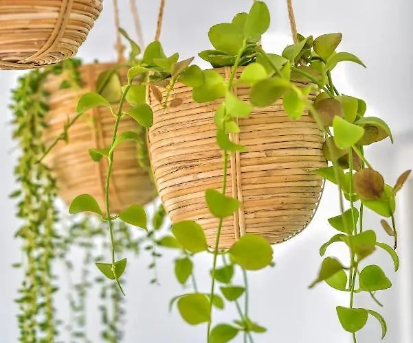 Nieves 公寓 特吉塞